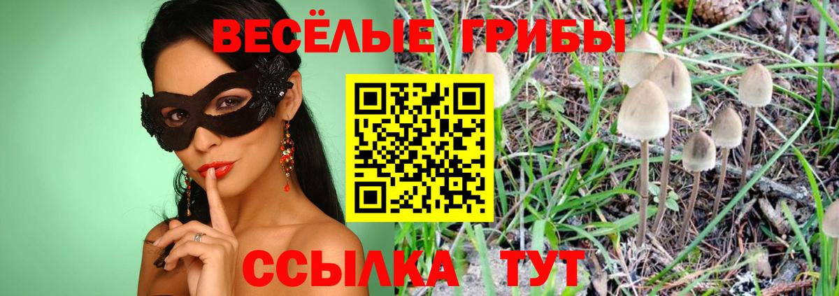 Псилоцибиновые грибы Psilocybine cubensis Сыктывкар